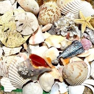 A Gift of Florida! Sea Shells!